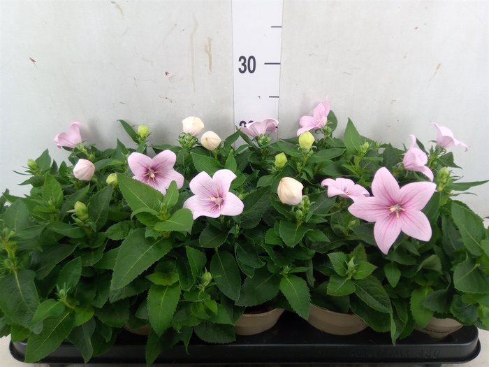<h4>Platycodon grand. 'Astra Pink'</h4>