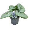 Brunnera