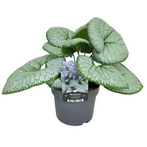 Brunnera