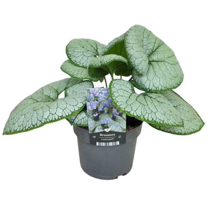 Brunnera