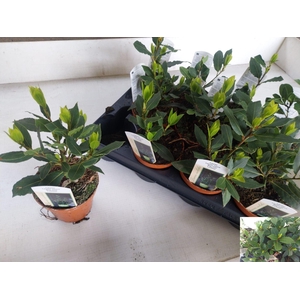 Laurus nobilis overig.