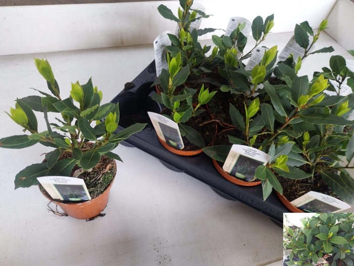<h4>Laurus nobilis overig.</h4>