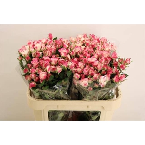 ROSA TR 'REFLEX'