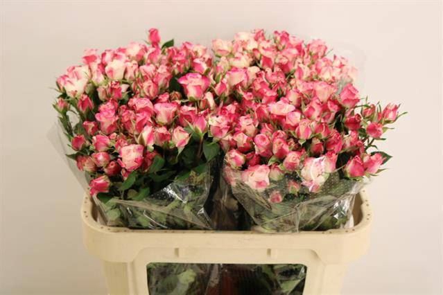 <h4>ROSA TR 'REFLEX'</h4>