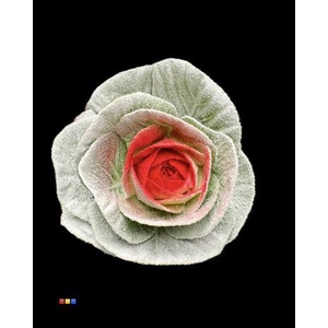 Brassica Powder White - Red