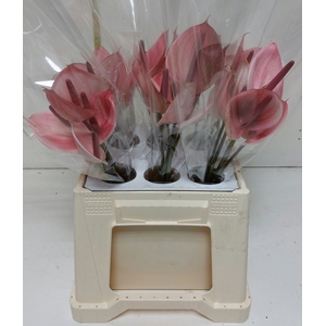 Anthurium Peruzzi