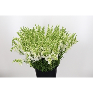 Antirrhinum White