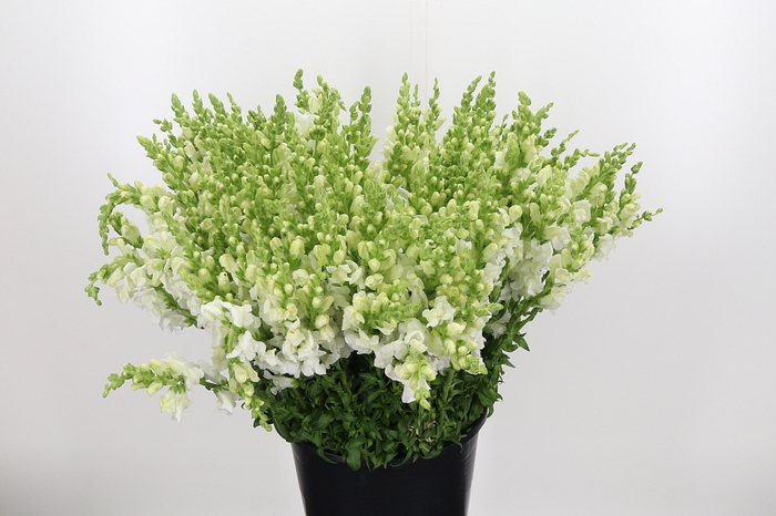<h4>Antirrhinum White</h4>