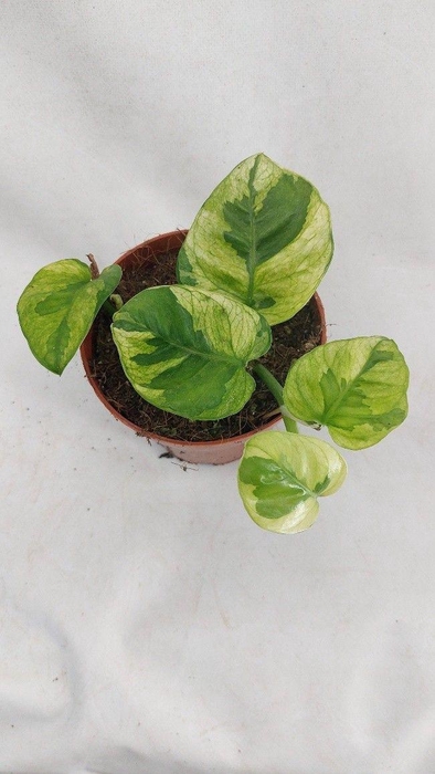 <h4>Epipre Lemon</h4>