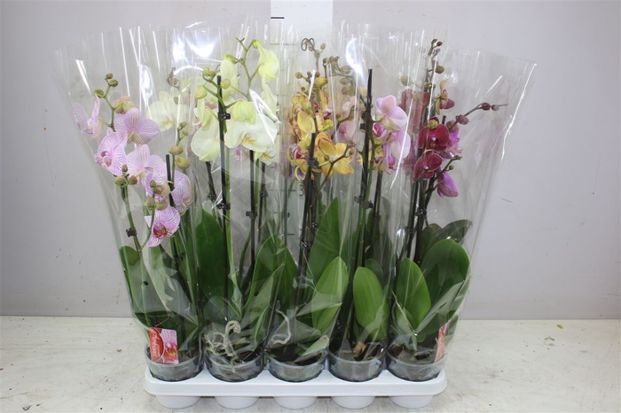 <h4>Phal Gemengd 2 Tak 18+</h4>