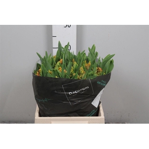 Tu Pa Dee Jay Parrot