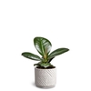 FICUS ELASTICA P7 DUNE SOFIA