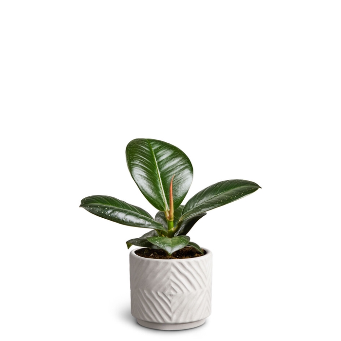 <h4>FICUS ELASTICA P7 DUNE SOFIA</h4>