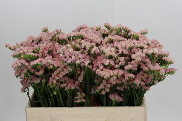 Limonium sinuatum Lucia Apricot+