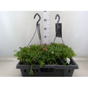 Portulaca   ...mix in pot