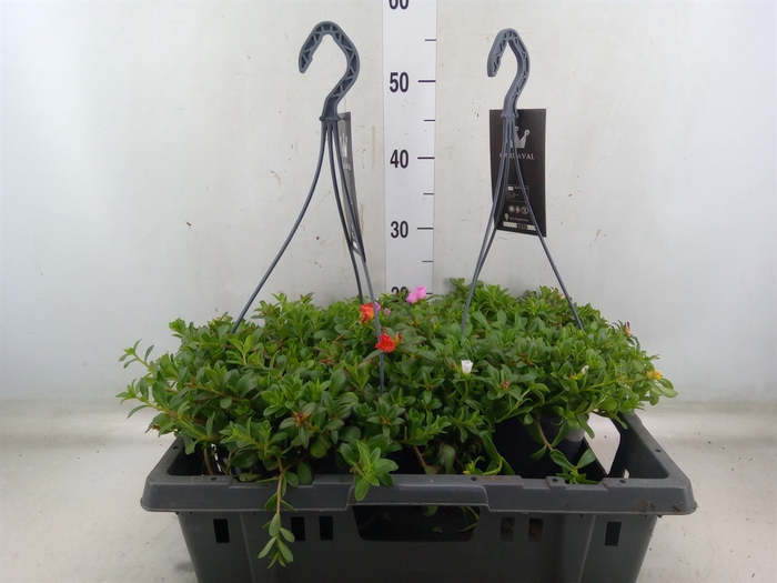 <h4>Portulaca   ...mix in pot</h4>