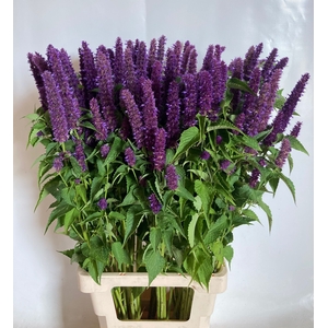 AGASTACHE OV
