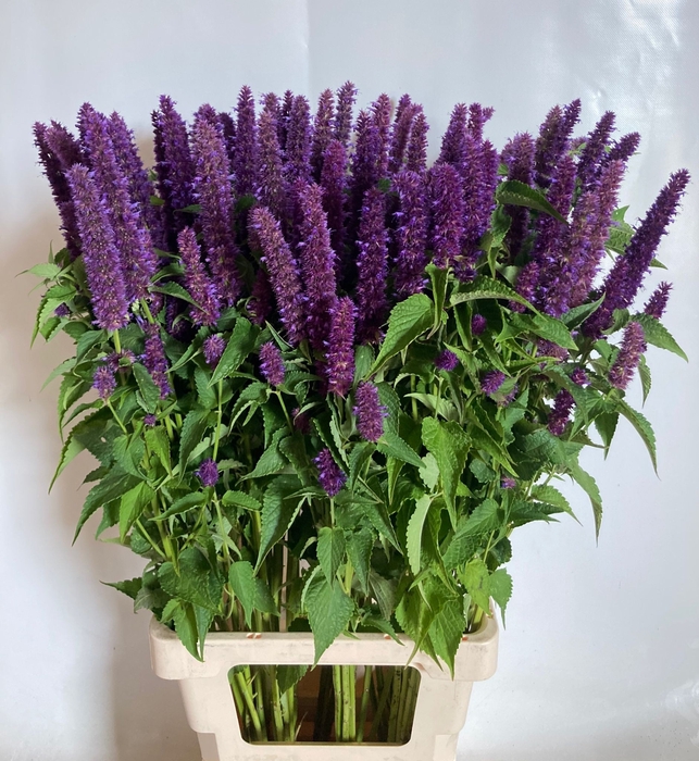 <h4>AGASTACHE OV</h4>