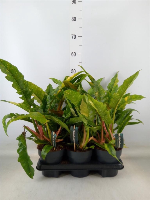 <h4>Philodendron  'Ring of Fire'</h4>
