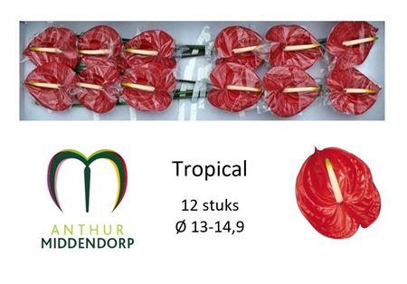<h4>Anth A Tropical</h4>