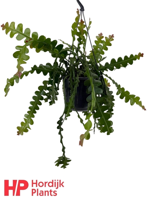 <h4>Epiphyllum anguliger</h4>