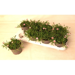 Delosperma Lido Pink