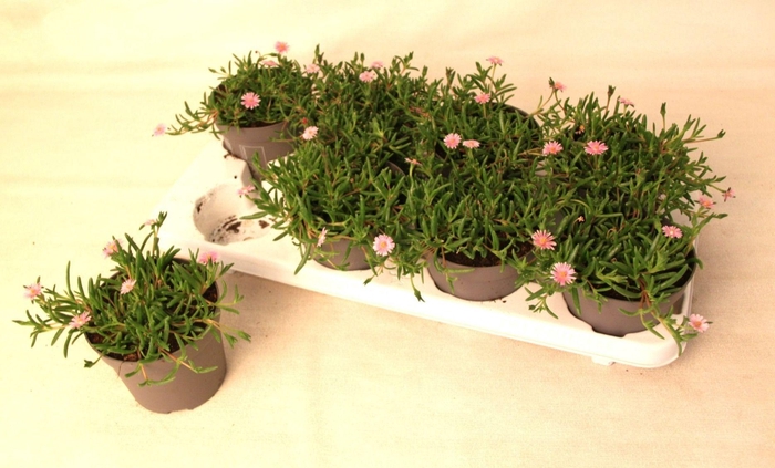 <h4>Delosperma Lido Pink</h4>
