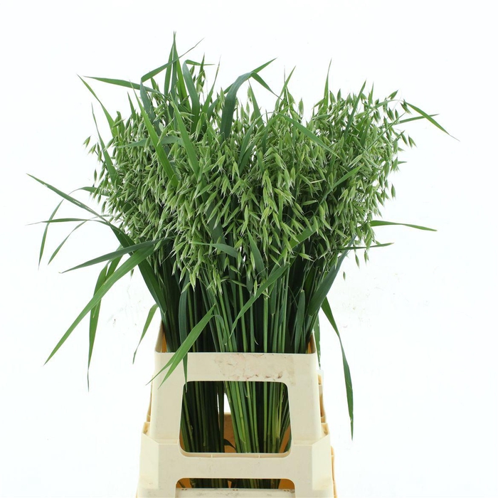 Avena Sterilis