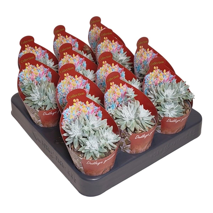 <h4>DUDLEYA BRITTONII</h4>