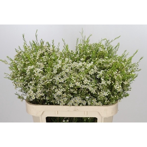 Chamelaucium Ofir