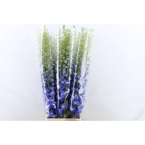 Delph Elatum Aurora Blue