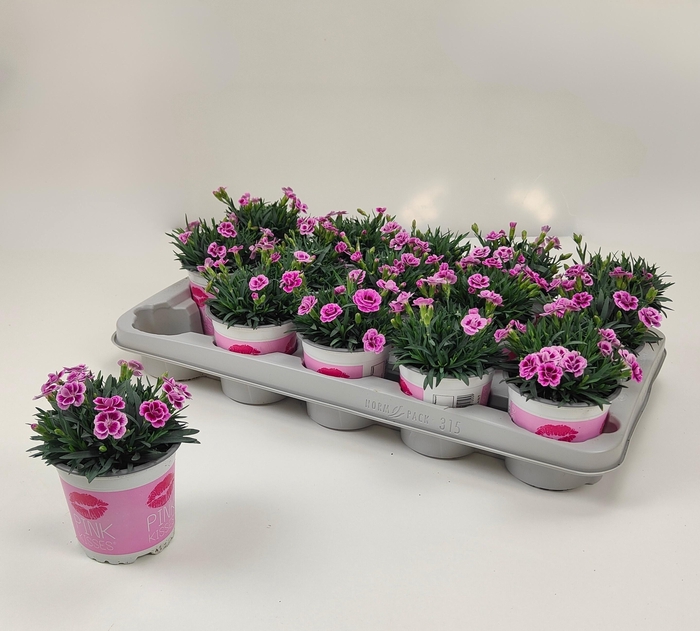 <h4>DIAN DI PINK KISSES</h4>