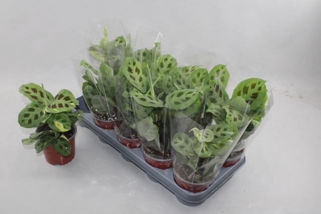 <h4>MARANTA KERCHOVEANA</h4>