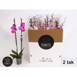 PHAL GEM 8 KL