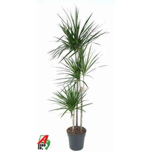 Dracaena Marginata 90-60-30