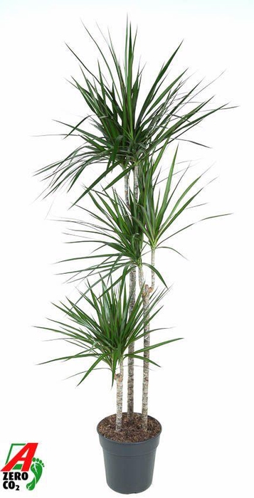 <h4>Dracaena Marginata 90-60-30</h4>