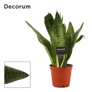 Sansevieria Super Green 12 cm (Decorum)