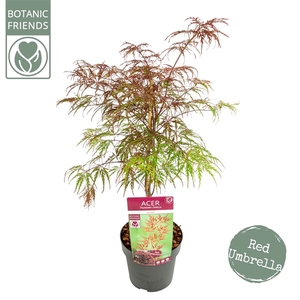 Acer palm. 'Garnet' extra kwaliteit