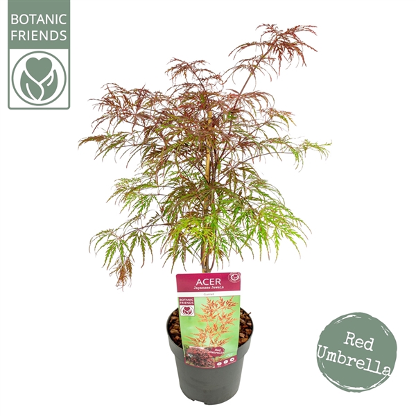 <h4>Acer palm. 'Garnet' extra kwaliteit</h4>