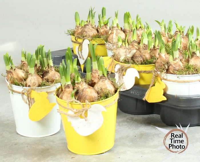 <h4>ARR NARCISSUS</h4>