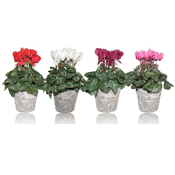 <h4>Cyclamen Super Serie in pot Betula</h4>