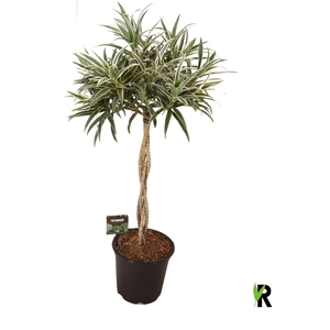 Dracaena refl.   ...