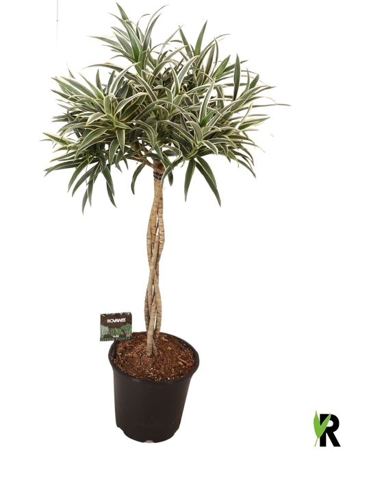 <h4>Dracaena refl.   ...</h4>