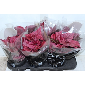 BEGONIA BELEAF INCA FLAME P15 PO