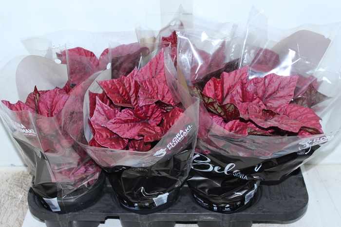 BEGONIA BELEAF INCA FLAME P15 PO