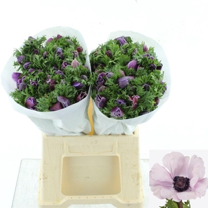 ANEM CO MIS + RARITY