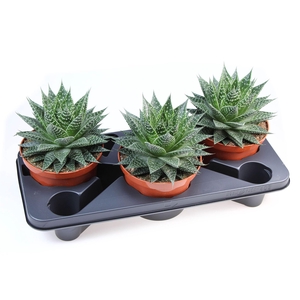 Gasteria