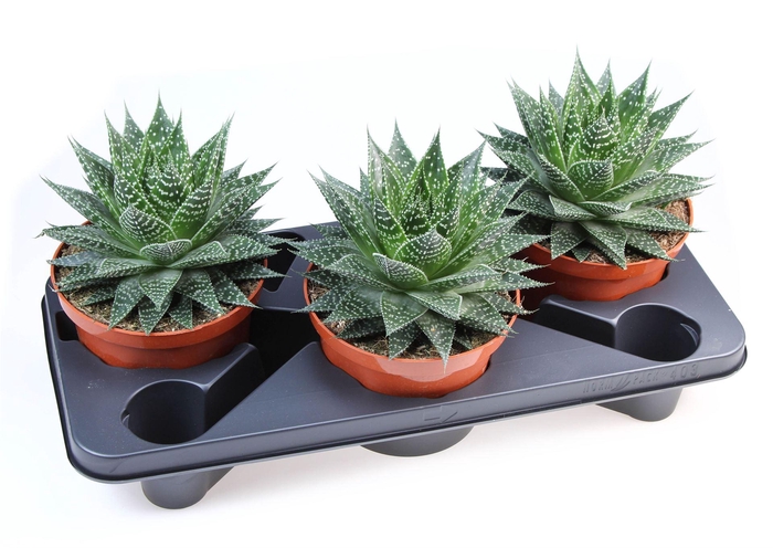 <h4>Gasteria</h4>