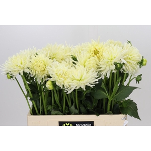Dahlia Spider Wit
