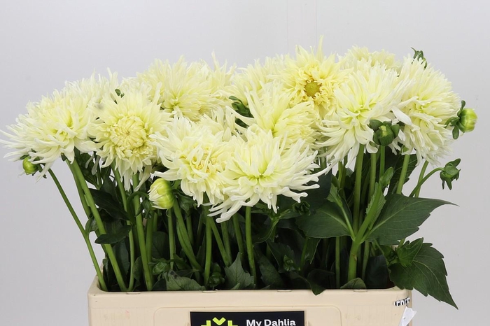 <h4>Dahlia Spider Wit</h4>